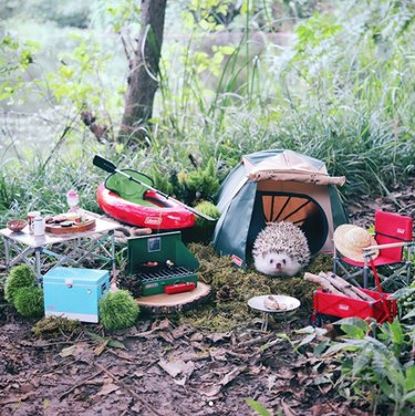 Azuki the Hedgehog Goes Camping: A Heartwarming Social Media Adventure
