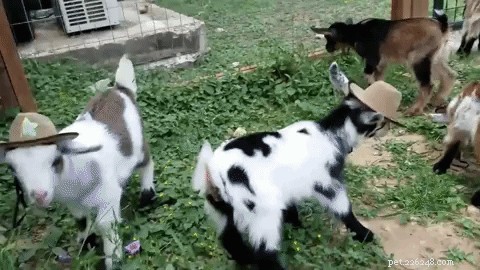 Austin’s Baby Goats Don Cowboy Hats in an Adorable Trend