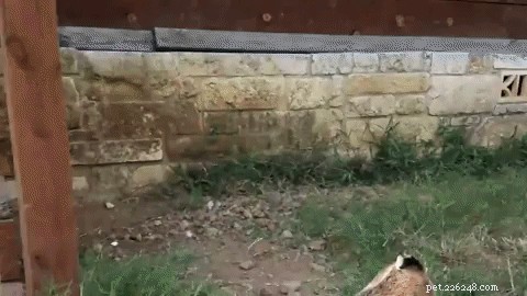 Austin’s Baby Goats Don Cowboy Hats in an Adorable Trend