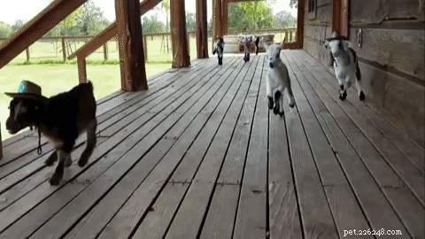 Austin’s Baby Goats Don Cowboy Hats in an Adorable Trend