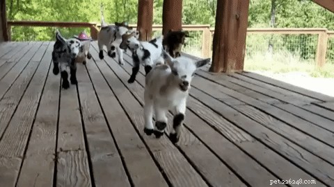 Austin’s Baby Goats Don Cowboy Hats in an Adorable Trend