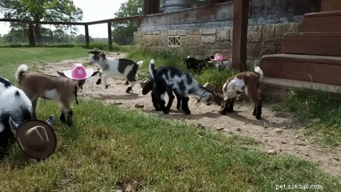 Austin’s Baby Goats Don Cowboy Hats in an Adorable Trend