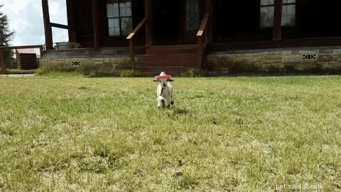 Austin’s Baby Goats Don Cowboy Hats in an Adorable Trend