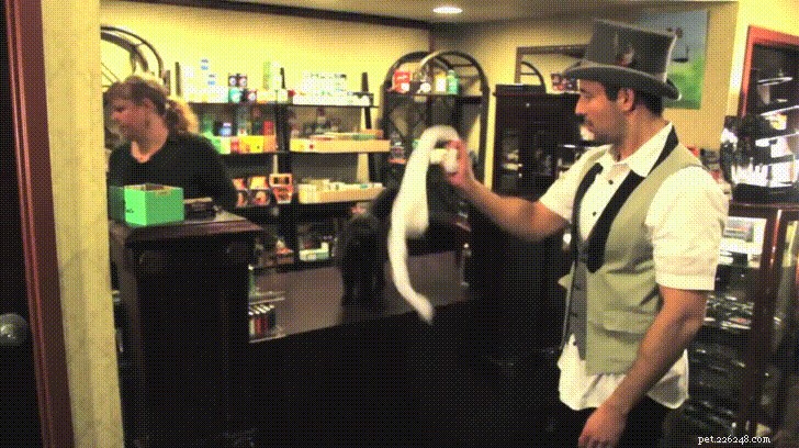 35 Animals Amazed by Magic: Their Astonishing Reactions