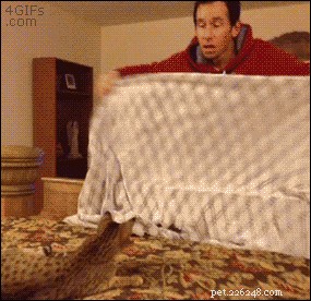 35 Animals Amazed by Magic: Their Astonishing Reactions