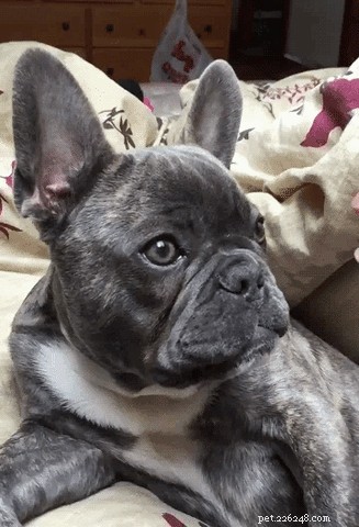 35 Animals Amazed by Magic: Their Astonishing Reactions