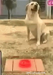 35 Animals Amazed by Magic: Their Astonishing Reactions
