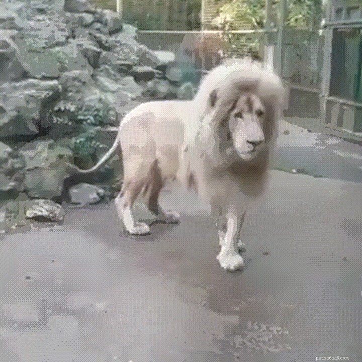 35 Animals Amazed by Magic: Their Astonishing Reactions