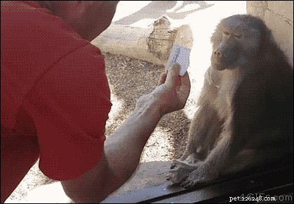 35 Animals Amazed by Magic: Their Astonishing Reactions