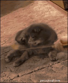35 Animals Amazed by Magic: Their Astonishing Reactions