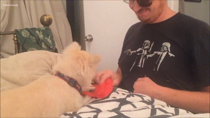 35 Animals Amazed by Magic: Their Astonishing Reactions