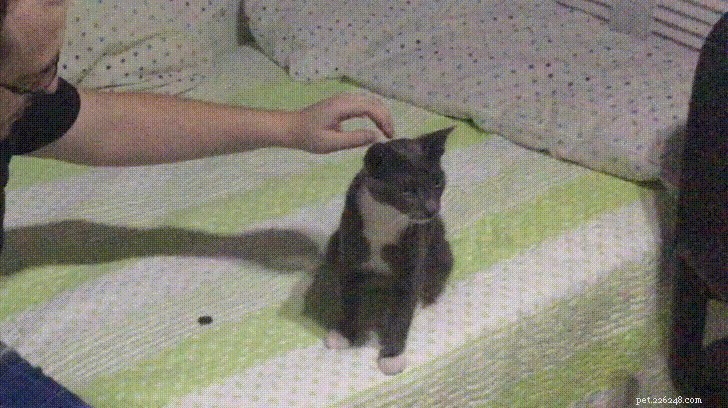 35 Animals Amazed by Magic: Their Astonishing Reactions