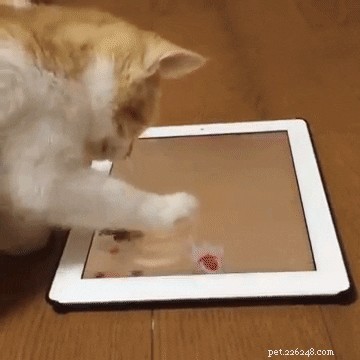 35 Animals Amazed by Magic: Their Astonishing Reactions