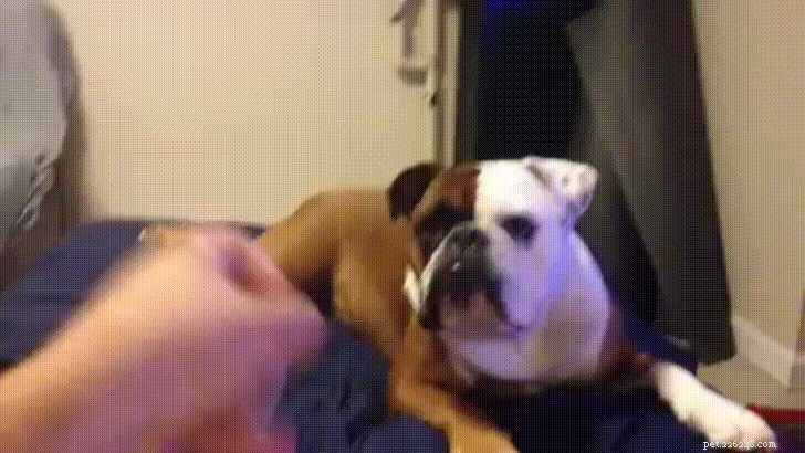 35 Animals Amazed by Magic: Their Astonishing Reactions