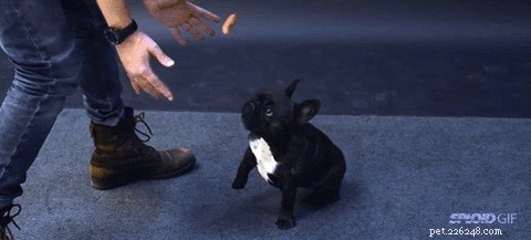 35 Animals Amazed by Magic: Their Astonishing Reactions