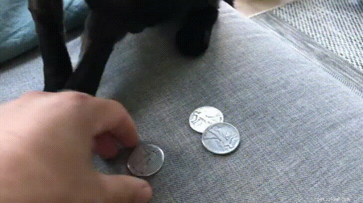 35 Animals Amazed by Magic: Their Astonishing Reactions