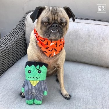 29 Pets Brimming with Halloween Spirit