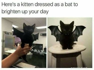 29 Pets Brimming with Halloween Spirit