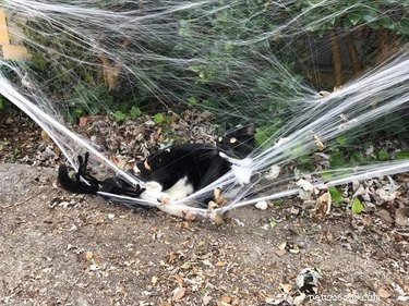 29 Pets Brimming with Halloween Spirit