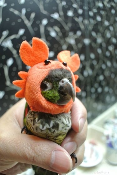 29 Pets Brimming with Halloween Spirit