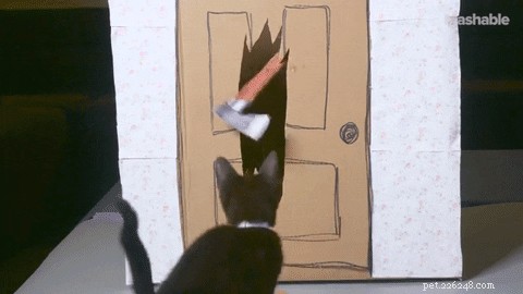 29 Pets Brimming with Halloween Spirit