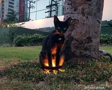 29 Pets Brimming with Halloween Spirit