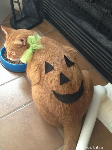 29 Pets Brimming with Halloween Spirit
