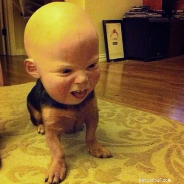 29 Pets Brimming with Halloween Spirit