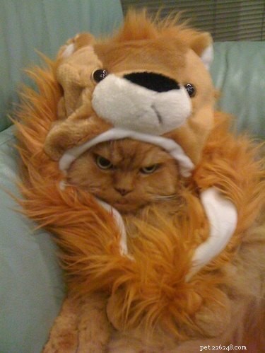 29 Pets Brimming with Halloween Spirit