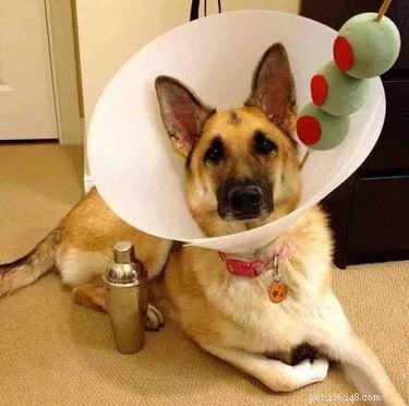 29 Pets Brimming with Halloween Spirit