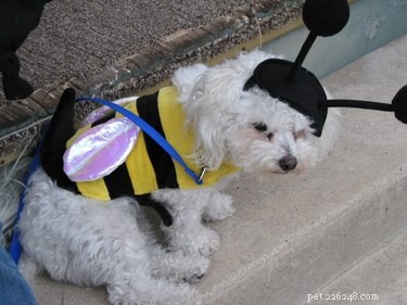 29 Pets Brimming with Halloween Spirit