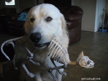 29 Pets Brimming with Halloween Spirit