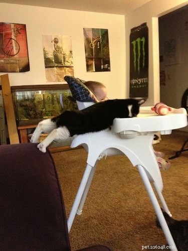 21 Hilarious Photos of Animals Stealing Food — Laughable Pet Mischief