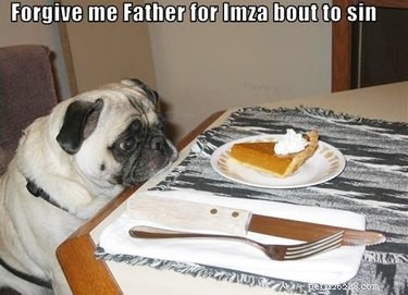 21 Hilarious Photos of Animals Stealing Food — Laughable Pet Mischief