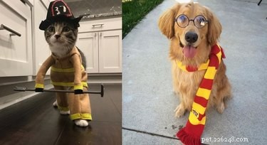 21 Pets Sporting Costumes That Outshine Yours