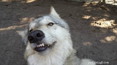 45 Wild Creatures That Behave Like Pets: Size Misconceptions Exposed