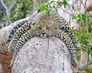 45 Wild Creatures That Behave Like Pets: Size Misconceptions Exposed