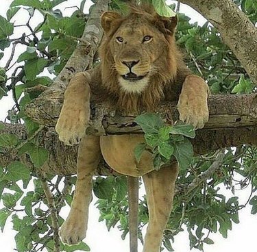 45 Wild Creatures That Behave Like Pets: Size Misconceptions Exposed