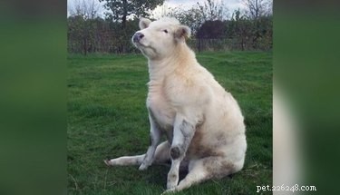 45 Wild Creatures That Behave Like Pets: Size Misconceptions Exposed