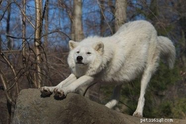 45 Wild Creatures That Behave Like Pets: Size Misconceptions Exposed
