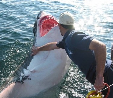45 Wild Creatures That Behave Like Pets: Size Misconceptions Exposed