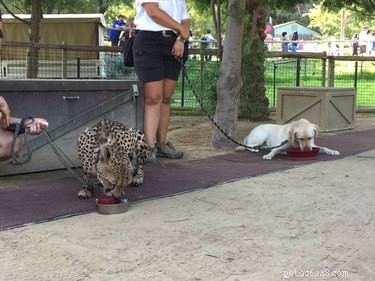 45 Wild Creatures That Behave Like Pets: Size Misconceptions Exposed