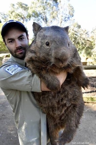 45 Wild Creatures That Behave Like Pets: Size Misconceptions Exposed