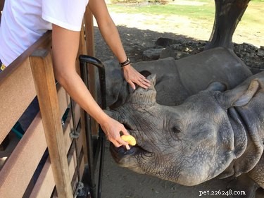 45 Wild Creatures That Behave Like Pets: Size Misconceptions Exposed