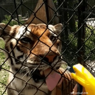 45 Wild Creatures That Behave Like Pets: Size Misconceptions Exposed