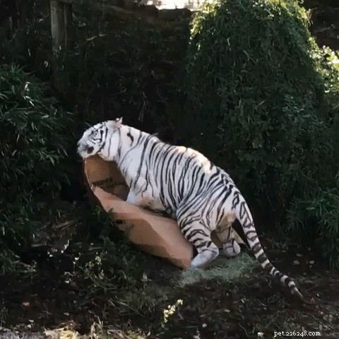 45 Wild Creatures That Behave Like Pets: Size Misconceptions Exposed