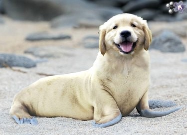 28 Fascinating Photoshopped Hybrid Animals We d Love to See in Reality