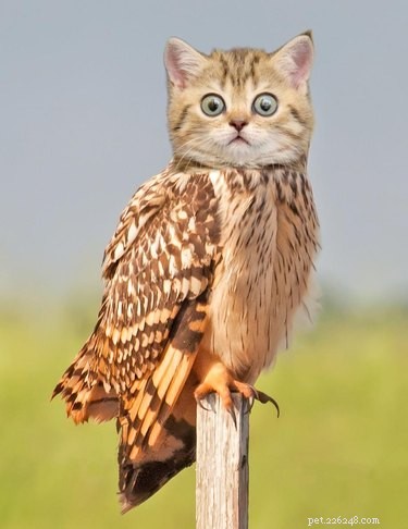 28 Fascinating Photoshopped Hybrid Animals We d Love to See in Reality