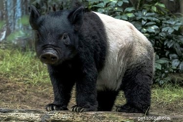 28 Fascinating Photoshopped Hybrid Animals We d Love to See in Reality