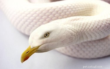 28 Fascinating Photoshopped Hybrid Animals We d Love to See in Reality